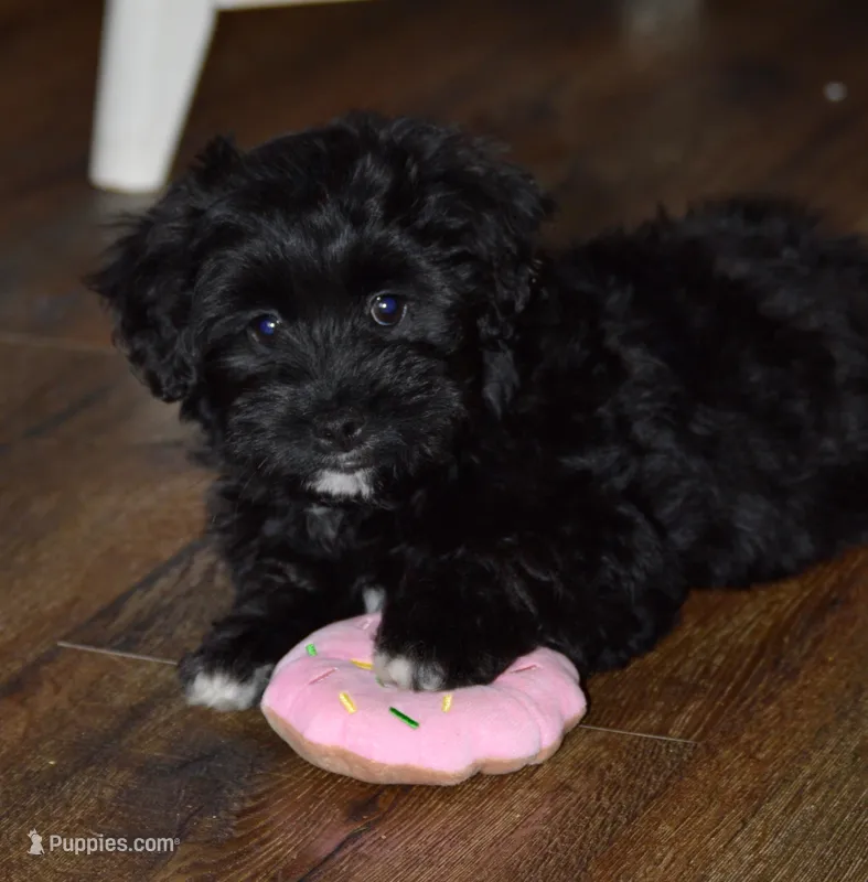 Pepper, a female Poodle - Toy  and Havapoo for sale in Vancouver, WA – Photo 1 of 5