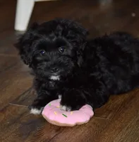 Pepper, a female Poodle - Toy  and Havapoo for sale in Vancouver, WA – Photo 1 of 5