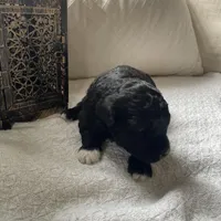 Fin , a male Poodle - Miniature  and Havapoo for sale in Vancouver, WA – Photo 3 of 5