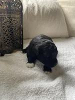 Fin , a male Poodle - Toy  and Westiepoo for sale in Vancouver, WA – Photo 3 of 5