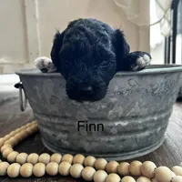 Fin , a male Poodle - Miniature  and Havapoo for sale in Vancouver, WA – Photo 1 of 5