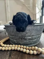 Fin , a male Poodle - Toy  and Westiepoo for sale in Vancouver, WA – Photo 1 of 5