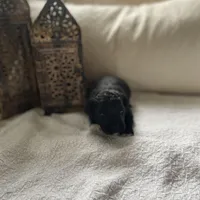 Fin , a male Poodle - Miniature  and Havapoo for sale in Vancouver, WA – Photo 4 of 5