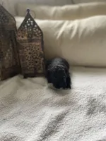 Fin , a male Poodle - Toy  and Westiepoo for sale in Vancouver, WA – Photo 4 of 5