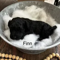 Fin , a male Poodle - Miniature  and Havapoo for sale in Vancouver, WA – Photo 2 of 5