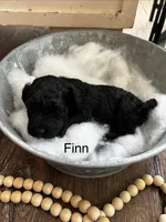 Fin , a male Poodle - Toy  and Westiepoo for sale in Vancouver, WA – Photo 2 of 5