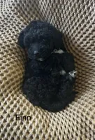 Finn, a male Poodle - Toy  and Havapoo for sale in Vancouver, WA – Photo 2 of 7