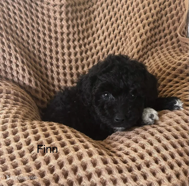 Finn, a male Poodle - Toy  and Havapoo for sale in Vancouver, WA – Photo 1 of 7