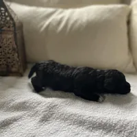 Fin , a male Poodle - Miniature  and Havapoo for sale in Vancouver, WA – Photo 5 of 5