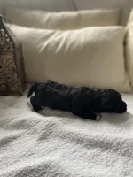 Fin , a male Poodle - Toy  and Westiepoo for sale in Vancouver, WA – Photo 5 of 5