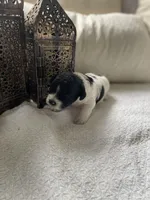 Stella, a female Poodle - Toy  and Westiepoo for sale in Vancouver, WA – Photo 4 of 5