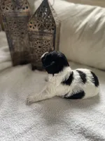 Stella, a female Poodle - Toy  and Westiepoo for sale in Vancouver, WA – Photo 3 of 5