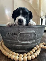 Stella, a female Poodle - Toy  and Westiepoo for sale in Vancouver, WA – Photo 2 of 5