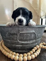 Stella, a female Poodle - Toy  and Havapoo for sale in Vancouver, WA – Photo 3 of 3