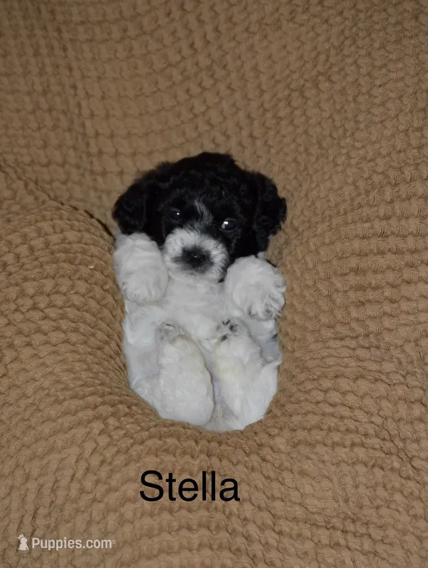 Stella – Poodle - Toy , Havapoo puppy for sale in Vancouver, WA