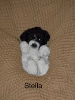 Stella, a female Poodle - Toy  and Havapoo for sale in Vancouver, WA – Photo 1 of 3