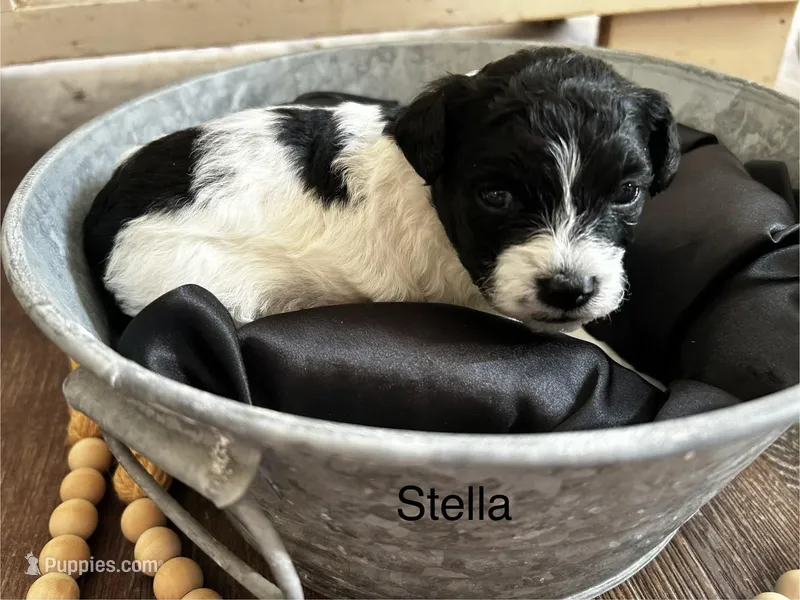 Stella