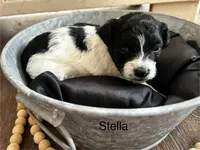 Stella, a female Poodle - Toy  and Westiepoo for sale in Vancouver, WA – Photo 1 of 5