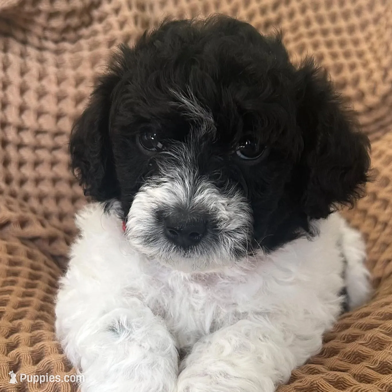 Stella – Poodle - Toy , Havapoo puppy for sale in Vancouver, WA