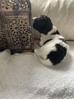 Stella, a female Poodle - Toy  and Westiepoo for sale in Vancouver, WA – Photo 5 of 5