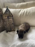 Penny, a female Poodle - Toy  and Westiepoo for sale in Vancouver, WA – Photo 4 of 5