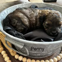 Penny, a female Poodle - Miniature  and Havapoo for sale in Vancouver, WA – Photo 3 of 3