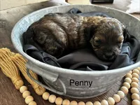 Penny, a female Poodle - Toy  and Westiepoo for sale in Vancouver, WA – Photo 1 of 5
