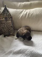 Penny, a female Poodle - Toy  and Westiepoo for sale in Vancouver, WA – Photo 5 of 5