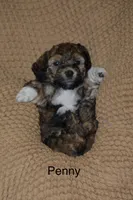 Penny, a female Poodle - Miniature  and Havapoo for sale in Vancouver, WA – Photo 2 of 3