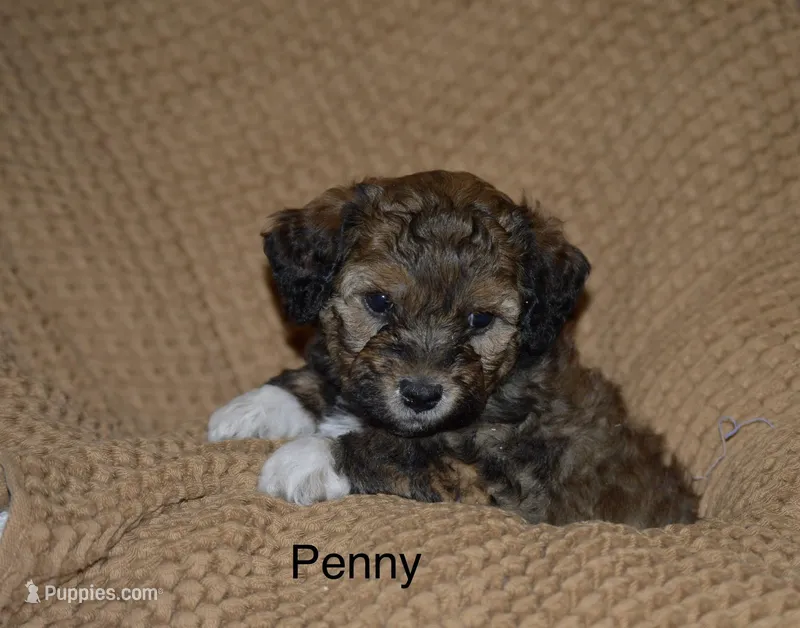 Penny