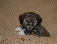 Penny, a female Poodle - Miniature  and Havapoo for sale in Vancouver, WA – Photo 1 of 3