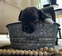 Penny, a female Poodle - Toy  and Westiepoo for sale in Vancouver, WA – Photo 2 of 5