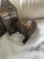 Penny, a female Poodle - Toy  and Westiepoo for sale in Vancouver, WA – Photo 3 of 5