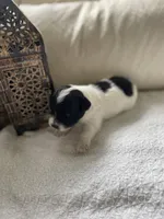 Peaches, a female Poodle - Toy  and Westiepoo for sale in Vancouver, WA – Photo 4 of 5