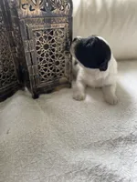 Peaches, a female Poodle - Toy  and Westiepoo for sale in Vancouver, WA – Photo 3 of 5