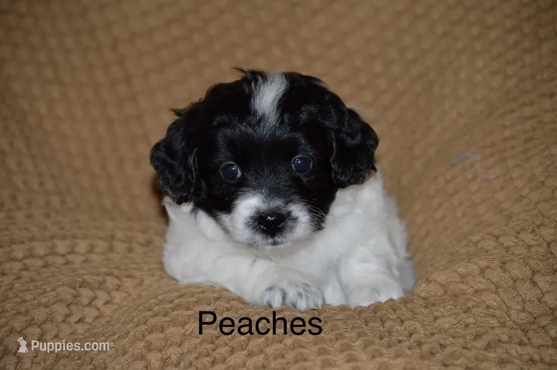 Peaches – Poodle - Toy , Havapoo puppy for sale in Vancouver, WA