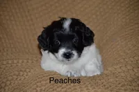 Peaches, a female Poodle - Miniature  and Havapoo for sale in Vancouver, WA – Photo 2 of 4