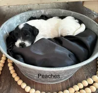 Peaches, a female Poodle - Toy  and Westiepoo for sale in Vancouver, WA – Photo 2 of 5