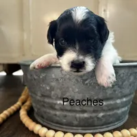 Peaches, a female Poodle - Miniature  and Havapoo for sale in Vancouver, WA – Photo 3 of 4