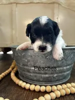 Peaches, a female Poodle - Toy  and Westiepoo for sale in Vancouver, WA – Photo 1 of 5