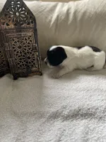 Peaches, a female Poodle - Toy  and Westiepoo for sale in Vancouver, WA – Photo 5 of 5