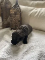 Pixie, a female Poodle - Toy  and Westiepoo for sale in Vancouver, WA – Photo 4 of 5