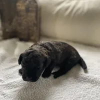 Pixie, a female Poodle - Miniature  and Havapoo for sale in Vancouver, WA – Photo 5 of 5