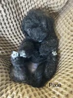 Pixie, a female Poodle - Toy  and Havapoo for sale in Vancouver, WA – Photo 2 of 7