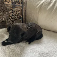 Pixie, a female Poodle - Miniature  and Havapoo for sale in Vancouver, WA – Photo 3 of 5