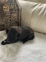 Pixie, a female Poodle - Toy  and Westiepoo for sale in Vancouver, WA – Photo 3 of 5