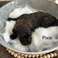 Pixie, a female Poodle - Miniature  and Havapoo for sale in Vancouver, WA – Photo 2 of 5