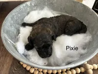 Pixie, a female Poodle - Toy  and Westiepoo for sale in Vancouver, WA – Photo 2 of 5