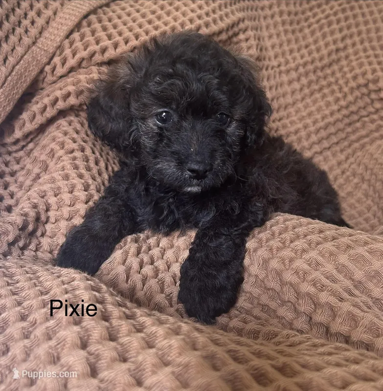 Pixie – Poodle - Toy , Havapoo puppy for sale in Vancouver, WA