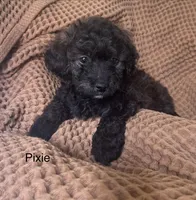 Pixie, a female Poodle - Toy  and Havapoo for sale in Vancouver, WA – Photo 1 of 7